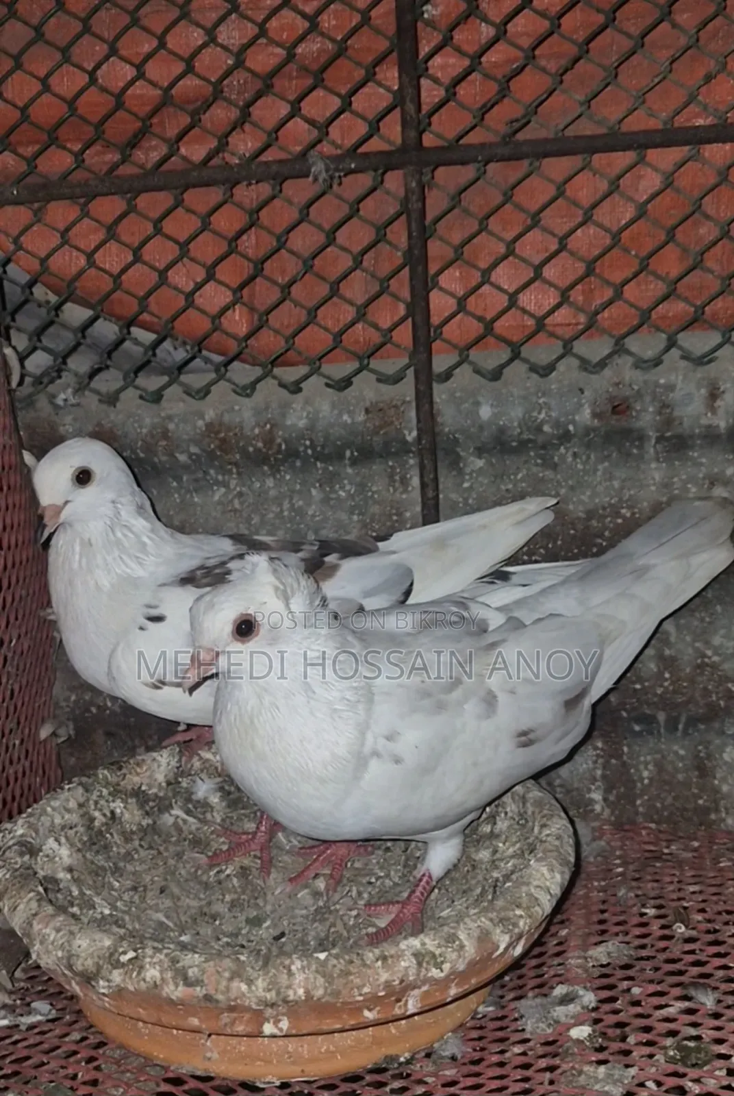 Pair of Pigeons