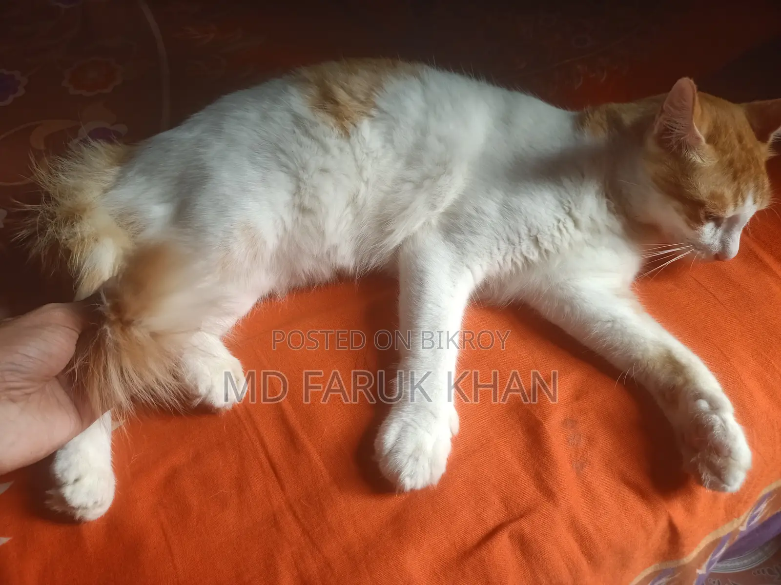 1+ Year Male Mixed Breed Persian