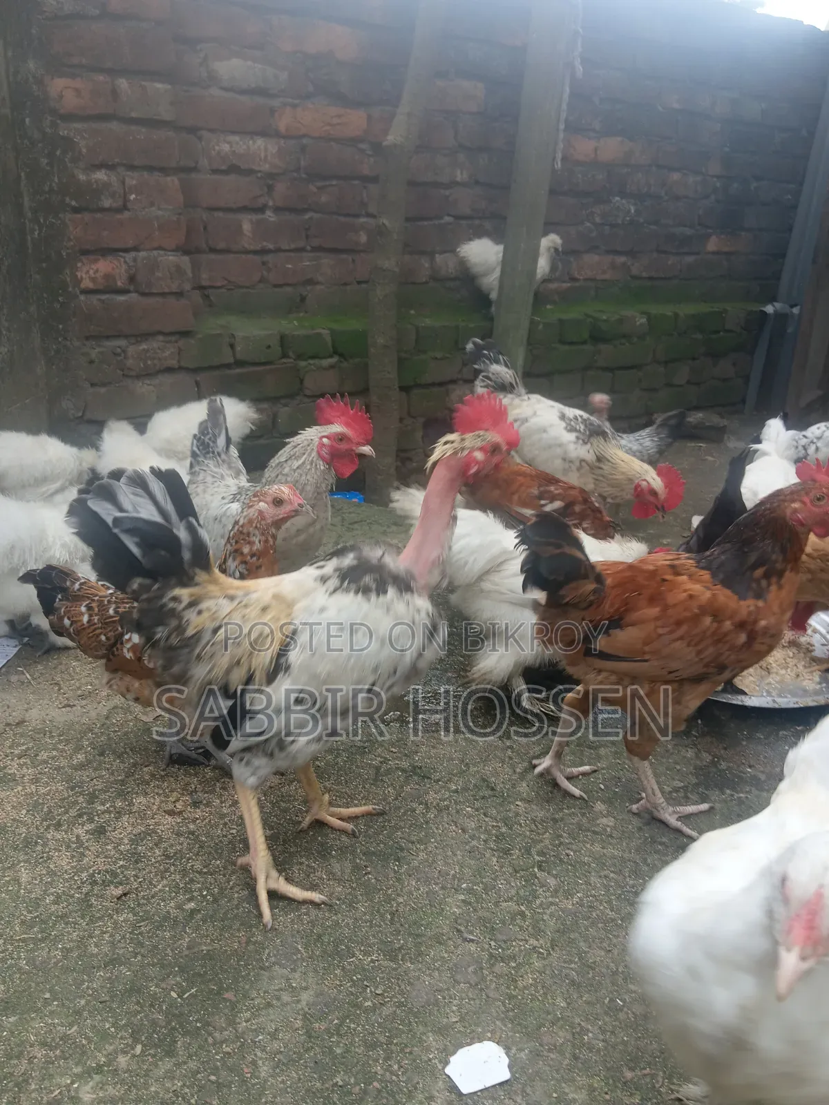 Rooster for sale