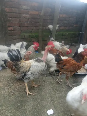 Rooster for sale