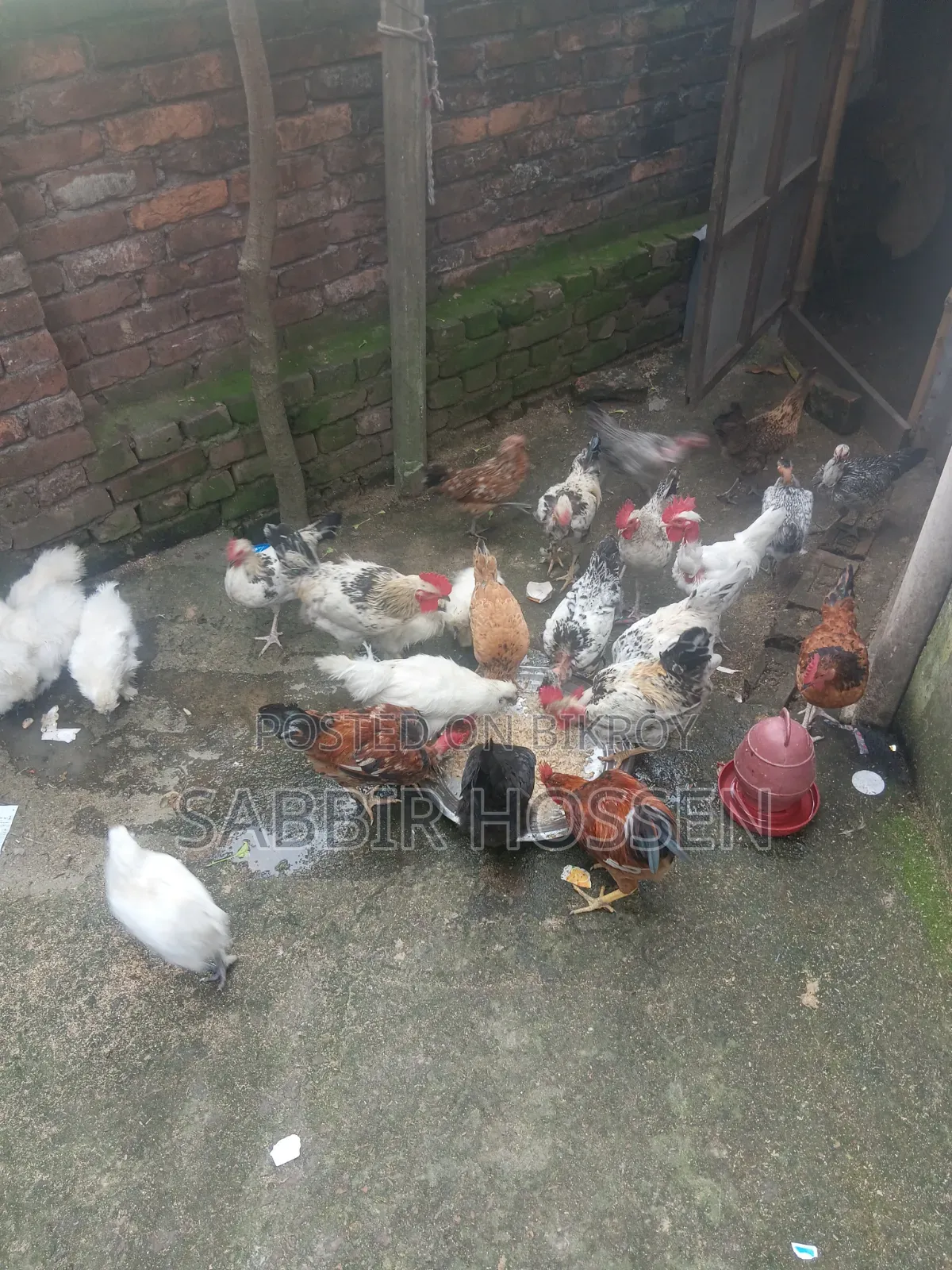 Rooster for sale