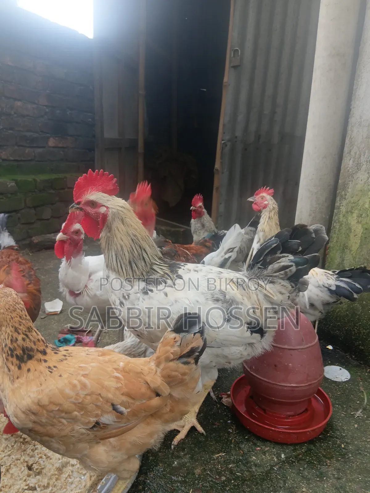 Rooster for sale