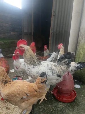 Rooster for sale