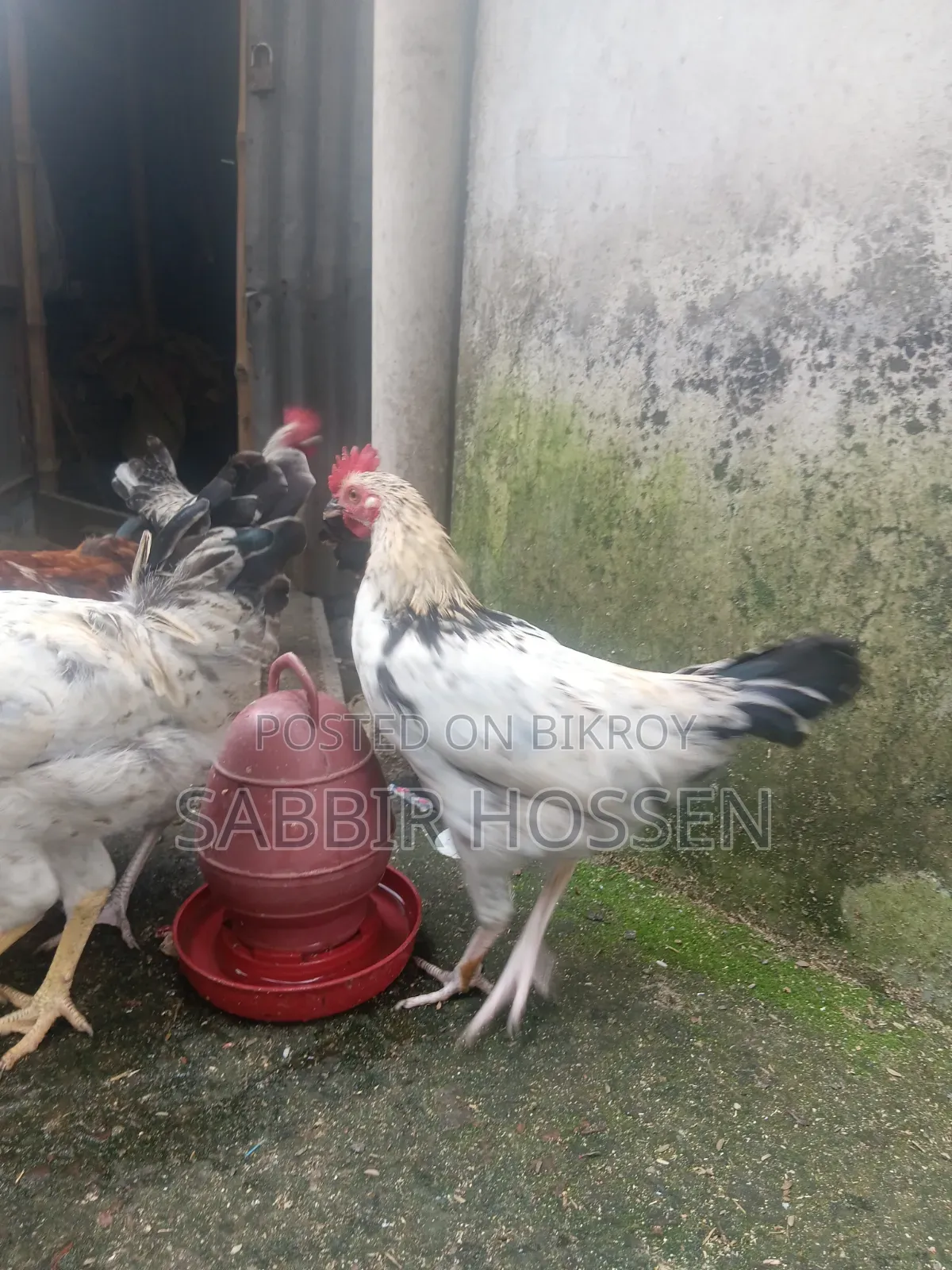 Rooster for sale