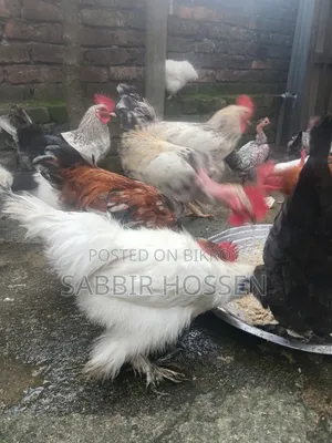 Rooster for sale