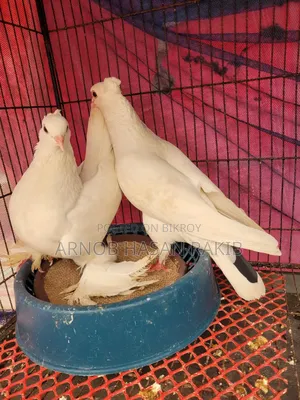 Loton pigeon pair for sale