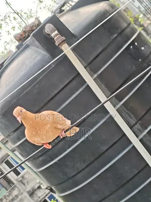 Red Rooster