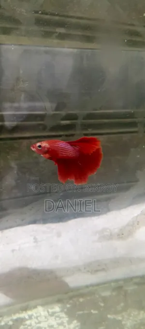 মার্কেট চ্যালেঞ্জিং দামে ফাইটার ফিশ
