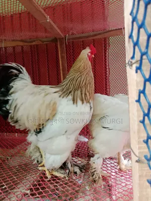 ১ জোড়া লাইট ব্রাহামা মুরগী বিক্রি করা হবে