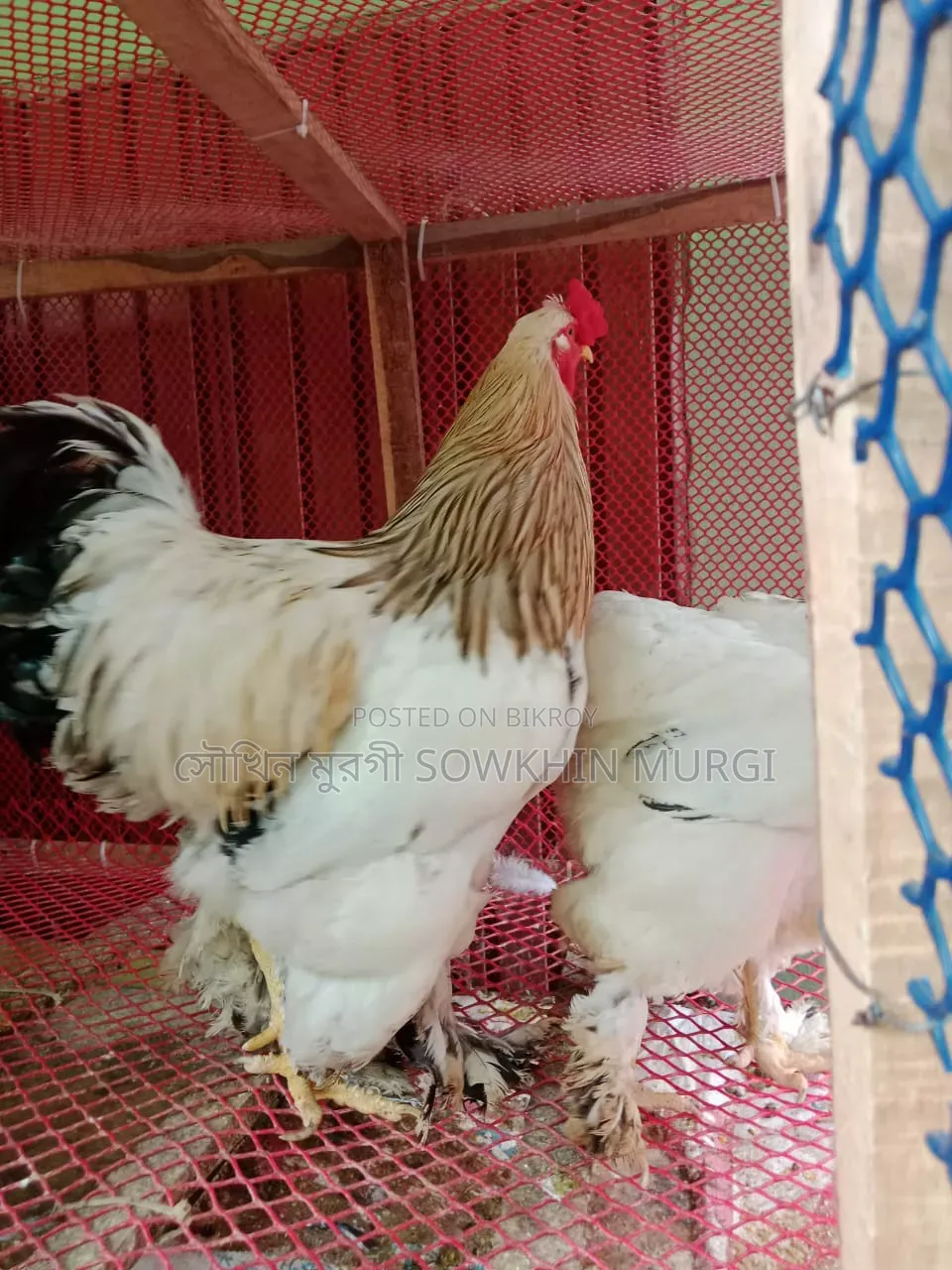 ১ জোড়া লাইট ব্রাহামা মুরগী বিক্রি করা হবে