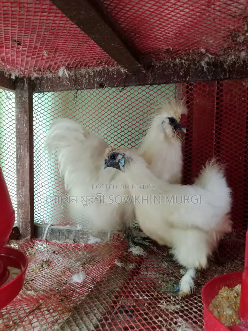 ১ জোড়া সিল্কি মুরগী রানিং ডিম পাড়ছে