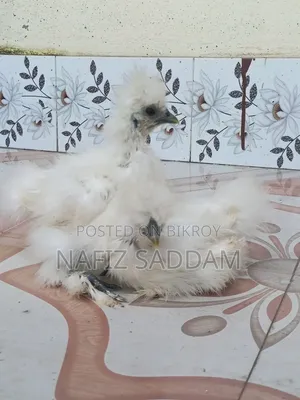সিল্কি মুরগি