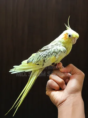 টেম ককটেল