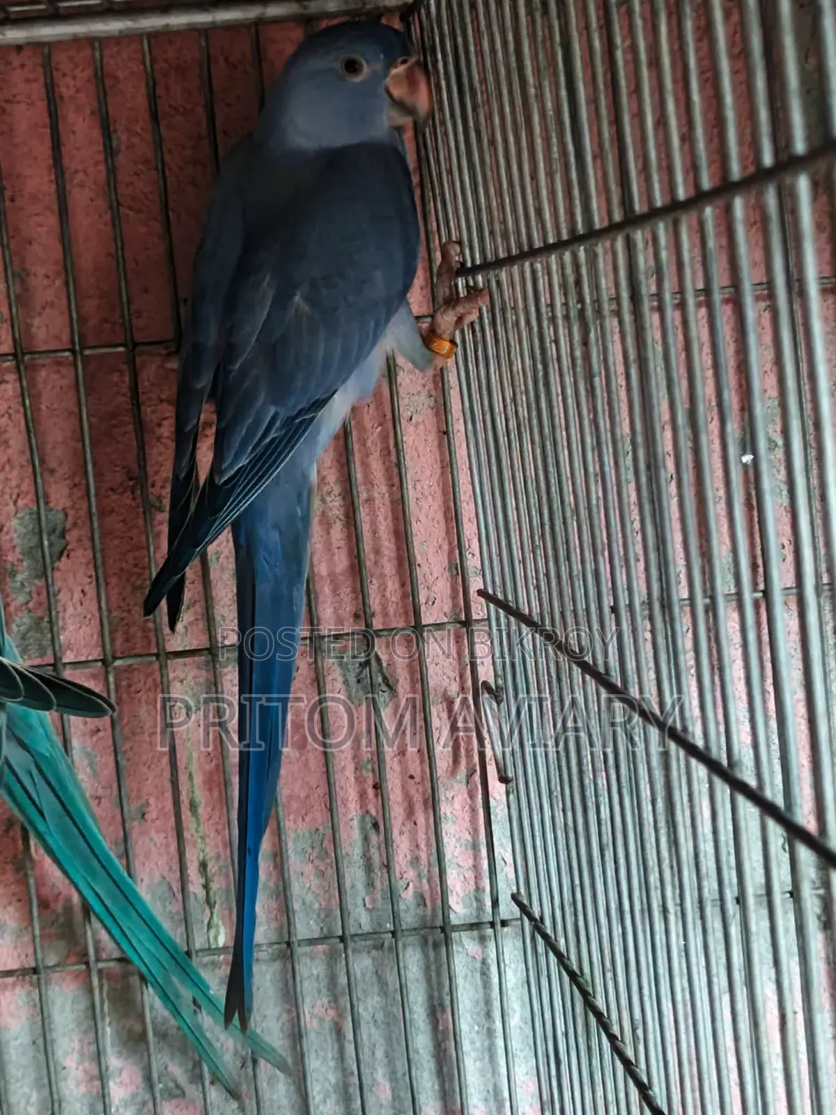 Sf Violet Female