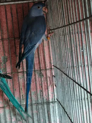 Sf Violet Female