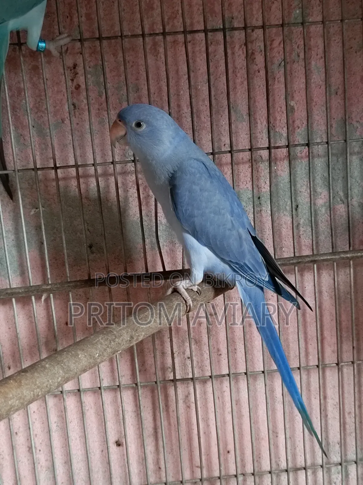 Sf Violet Female