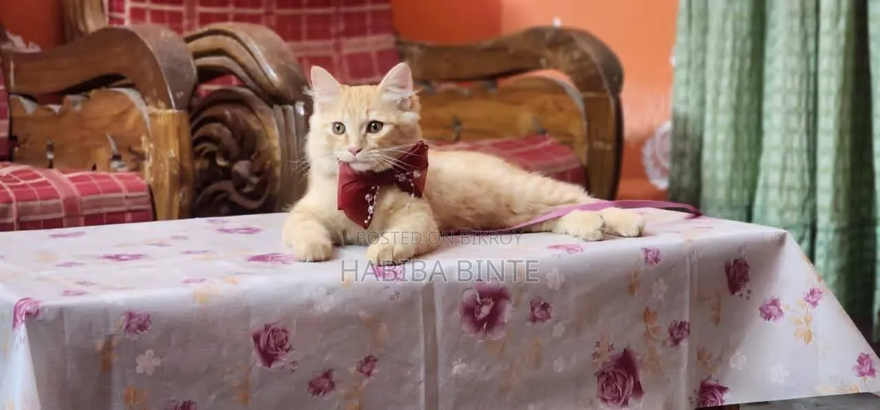 6-12 Months Male Mixed Breed Persian