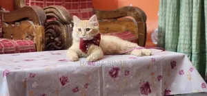 6-12 Months Male Mixed Breed Persian