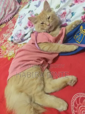 6-12 Months Male Mixed Breed Persian