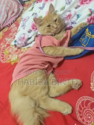 6-12 Months Male Mixed Breed Persian