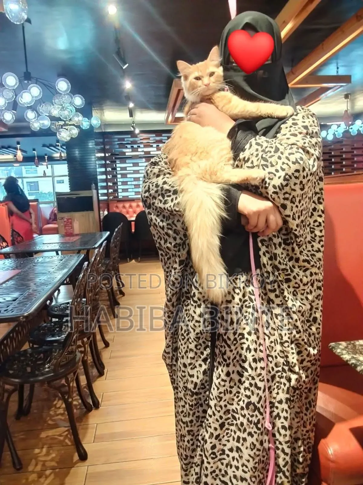 6-12 Months Male Mixed Breed Persian