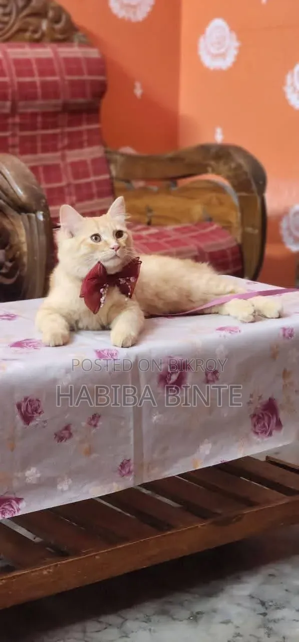 6-12 Months Male Mixed Breed Persian