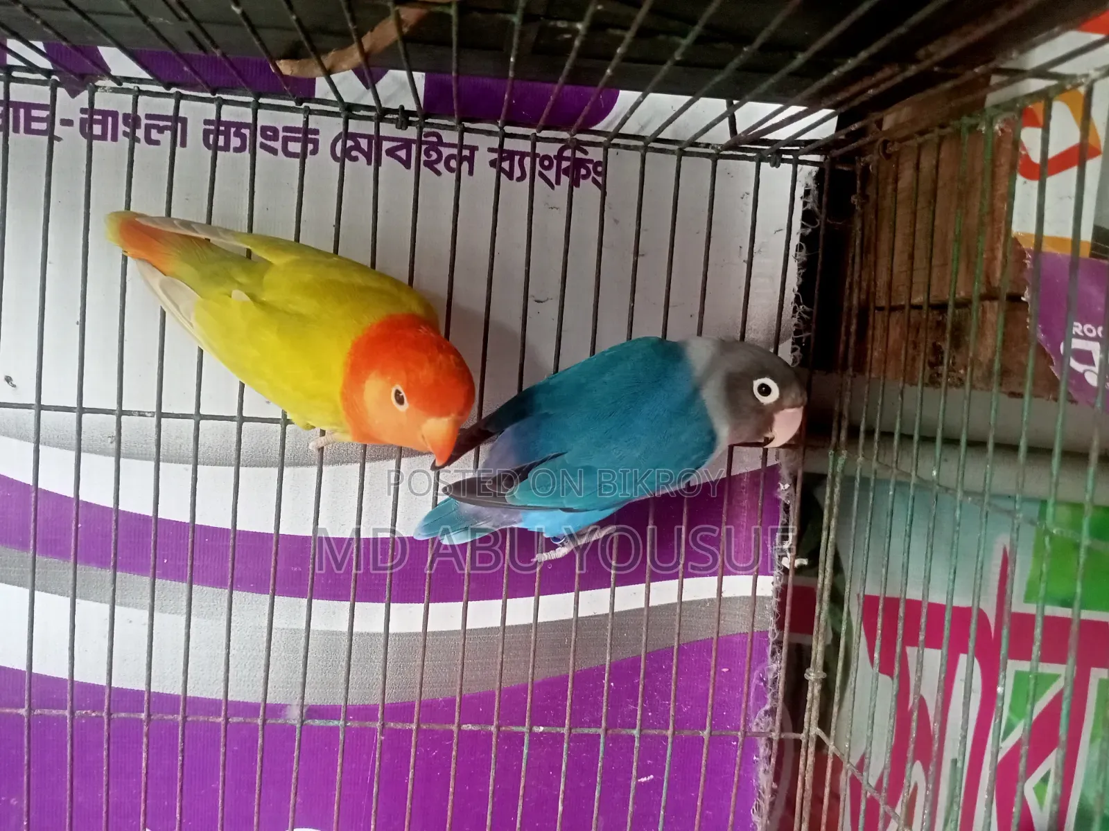 লাভবার্ডস পাখি ফেন্ডলি বাজেটে
