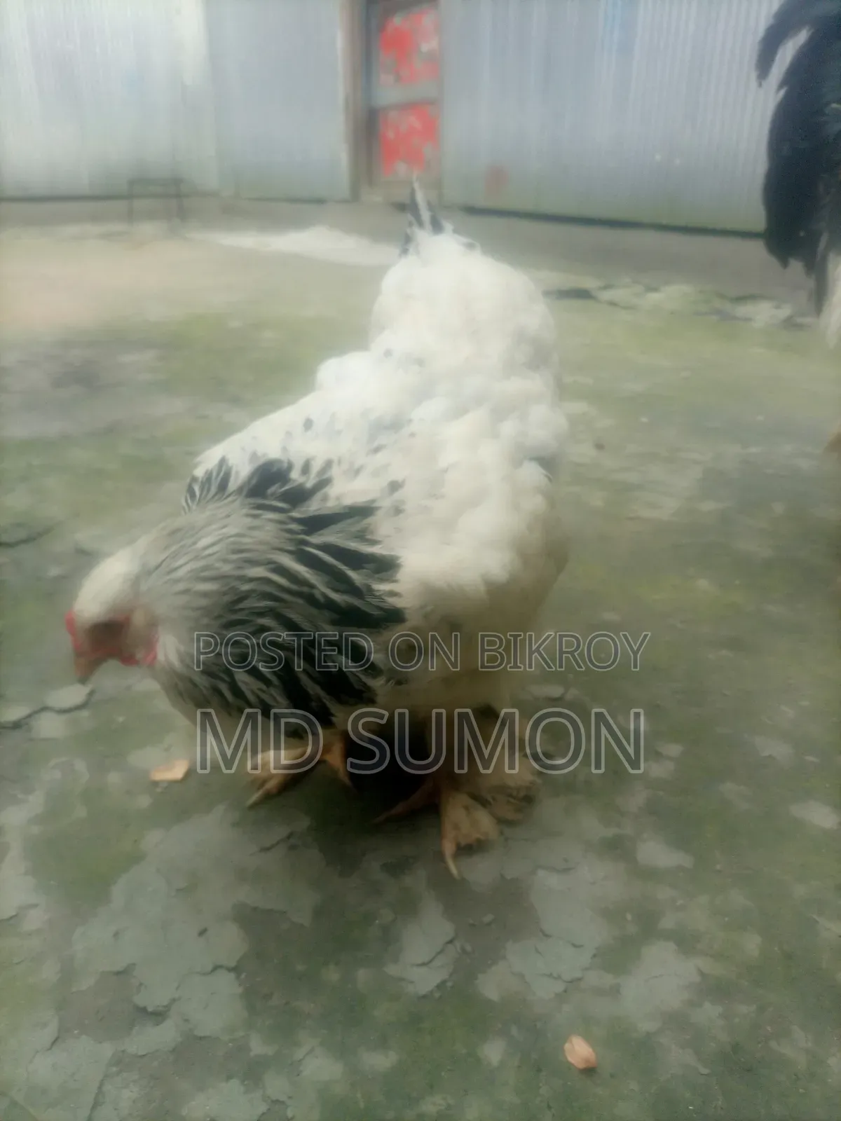 ব্রাহমা মুরগী বিক্রি হবে রানিং জোরা