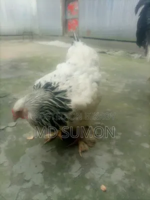 ব্রাহমা মুরগী বিক্রি হবে রানিং জোরা