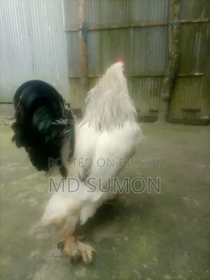 ব্রাহমা মুরগী বিক্রি হবে রানিং জোরা
