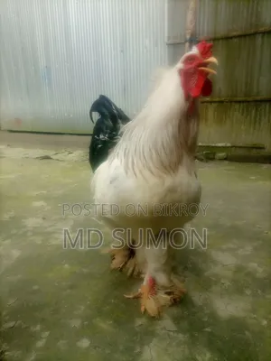 ব্রাহমা মুরগী বিক্রি হবে রানিং জোরা