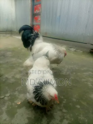 ব্রাহমা মুরগী বিক্রি হবে রানিং জোরা