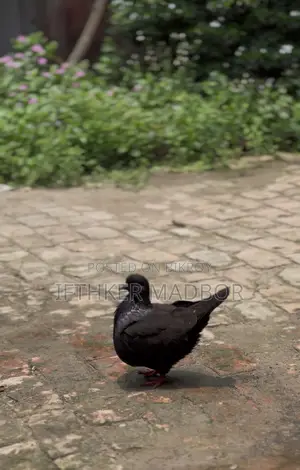 অরজিনাল ইমপোর্টেড আফ্রিকান মুন্ডিয়ান ডিম বাচ্চা ১০০% গ্যারান্টি