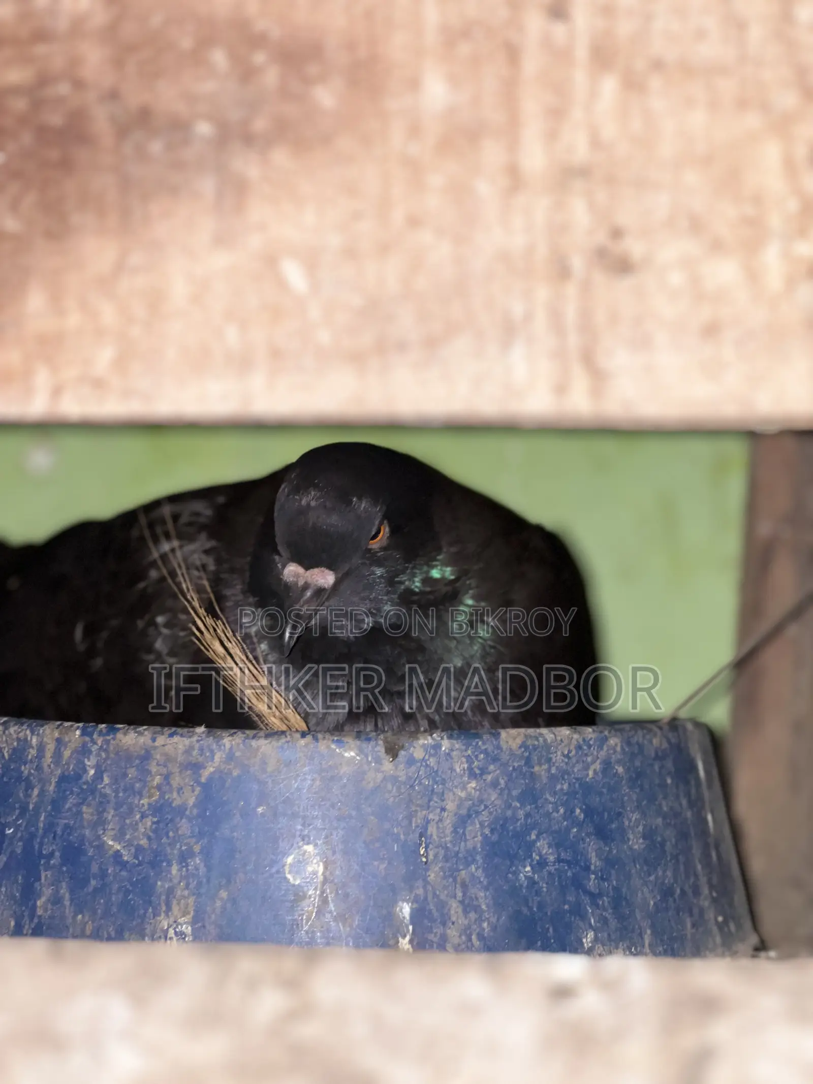 অরজিনাল ইমপোর্টেড আফ্রিকান মুন্ডিয়ান ডিম বাচ্চা ১০০% গ্যারান্টি
