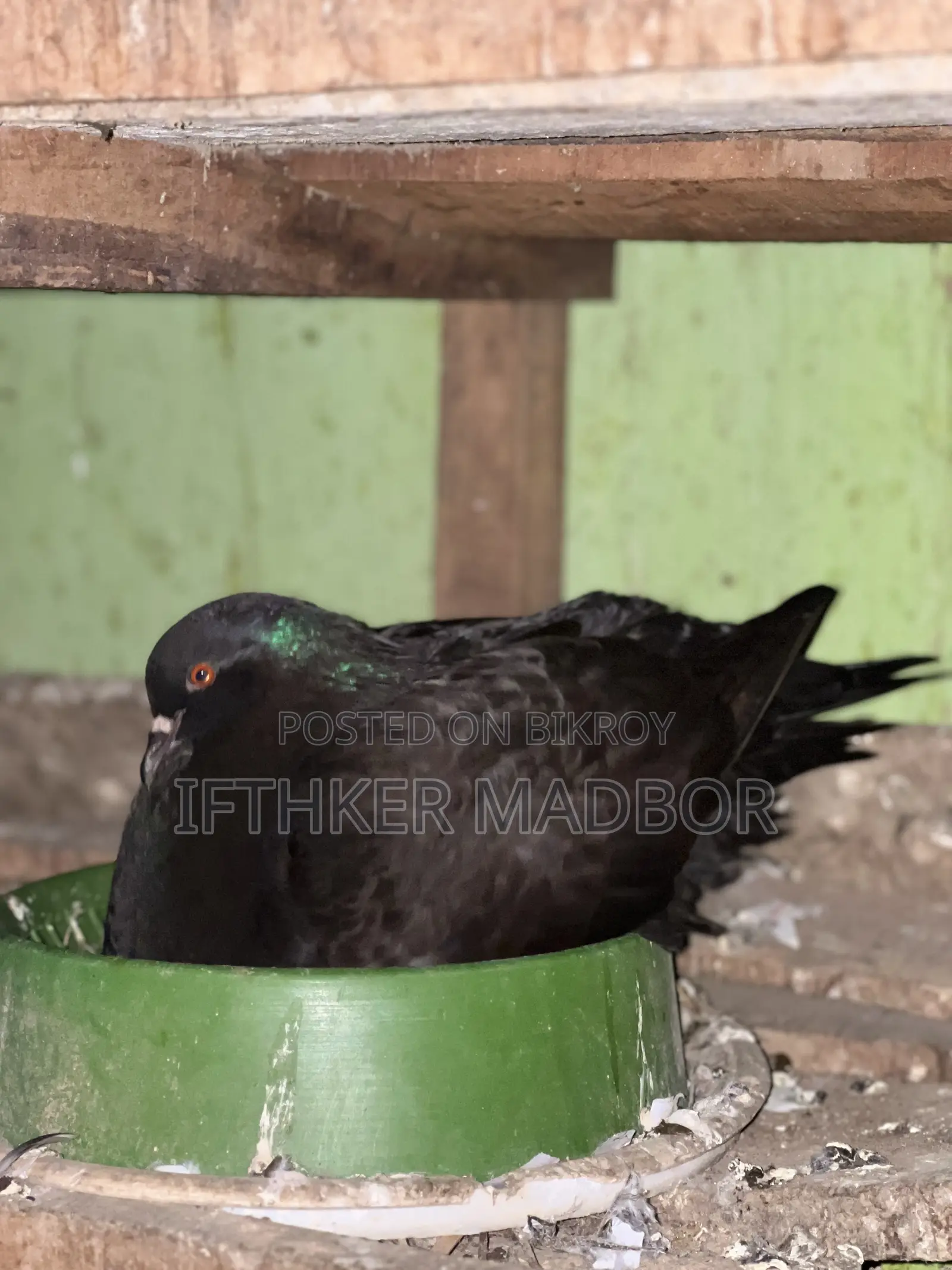 অরজিনাল ইমপোর্টেড আফ্রিকান মুন্ডিয়ান ডিম বাচ্চা ১০০% গ্যারান্টি