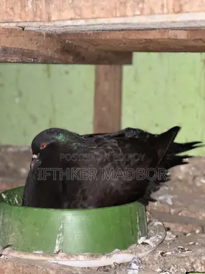 অরজিনাল ইমপোর্টেড আফ্রিকান মুন্ডিয়ান ডিম বাচ্চা ১০০% গ্যারান্টি