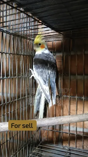 ককাটেল বিক্রির জন্য
