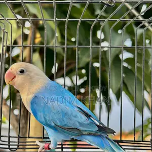 লাভবার্ড (কোবাল্ট ওপালিন)