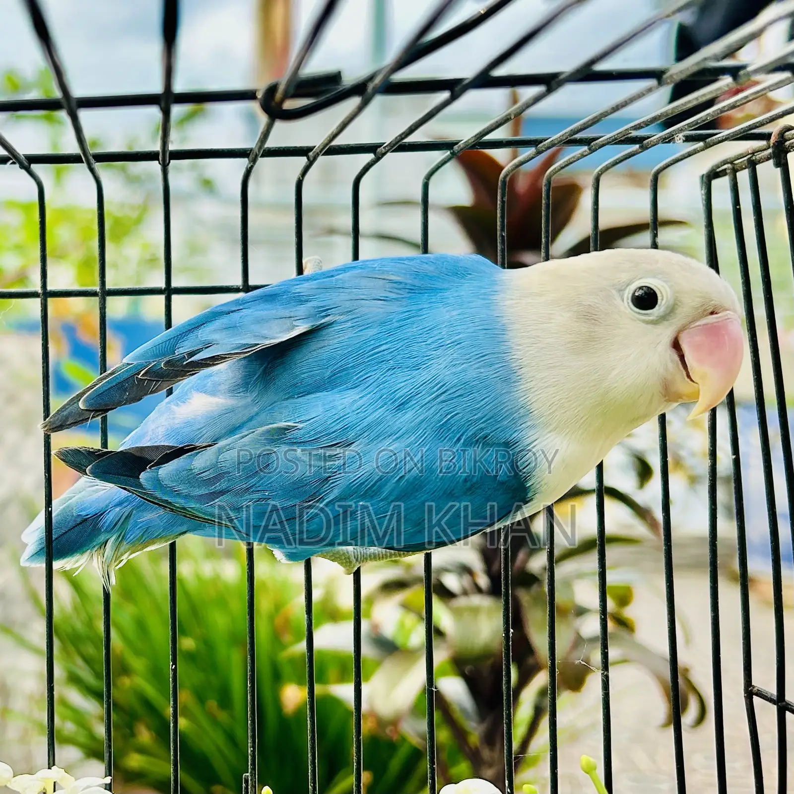 লাভবার্ড (কোবাল্ট ওপালিন)