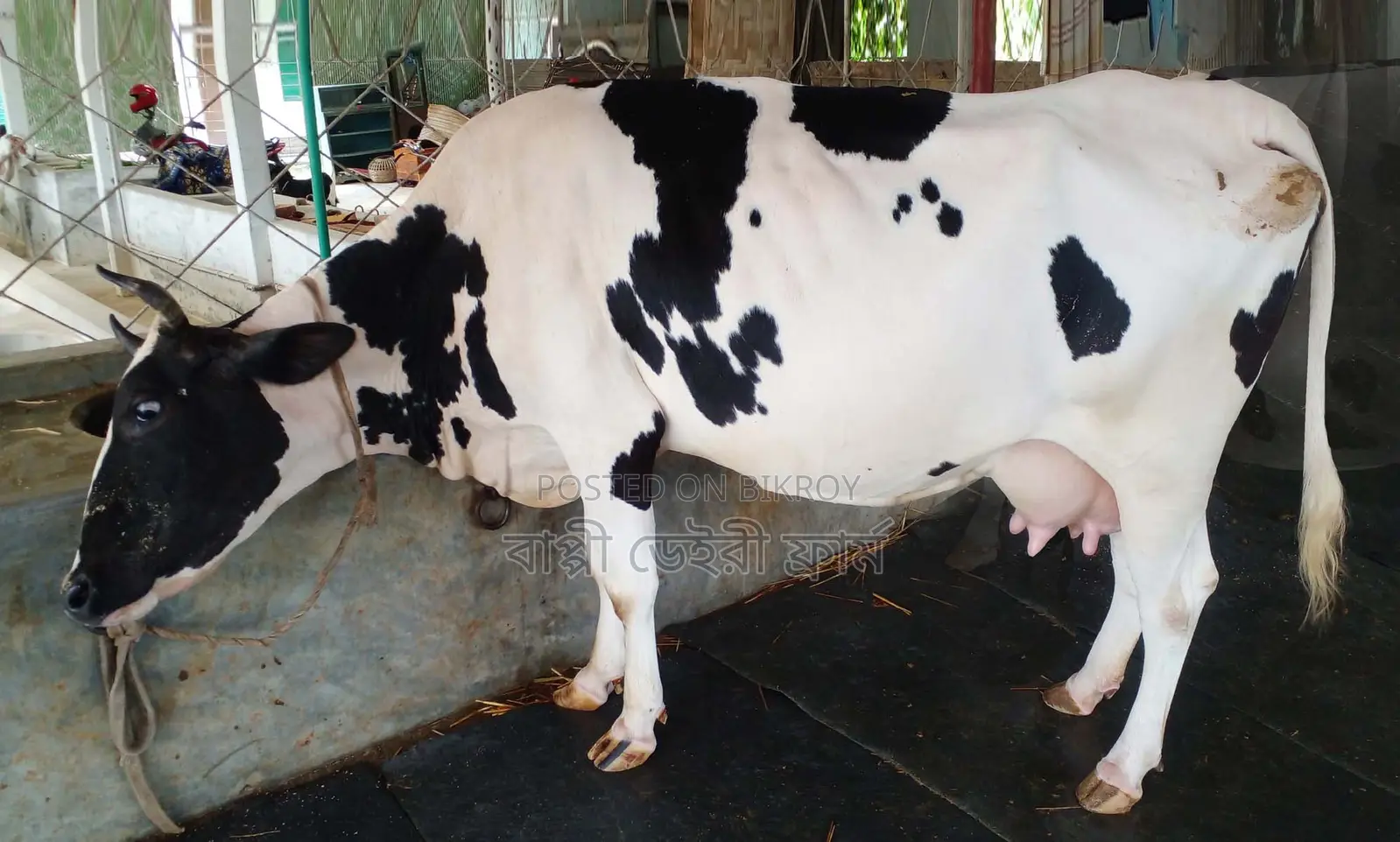1371 number cow for sale of improved breed.