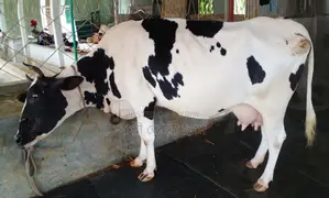 1371 number cow for sale of improved breed.