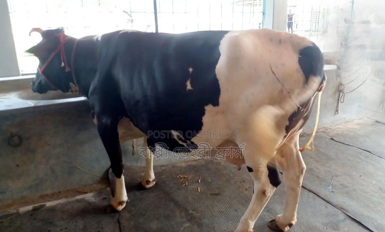 Cow No. 1372 for sale.