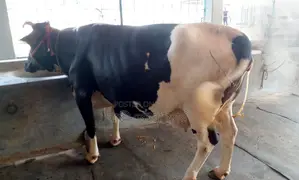 Cow No. 1372 for sale.