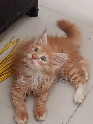 1-3 Months Female Mixed Breed Maine Coon