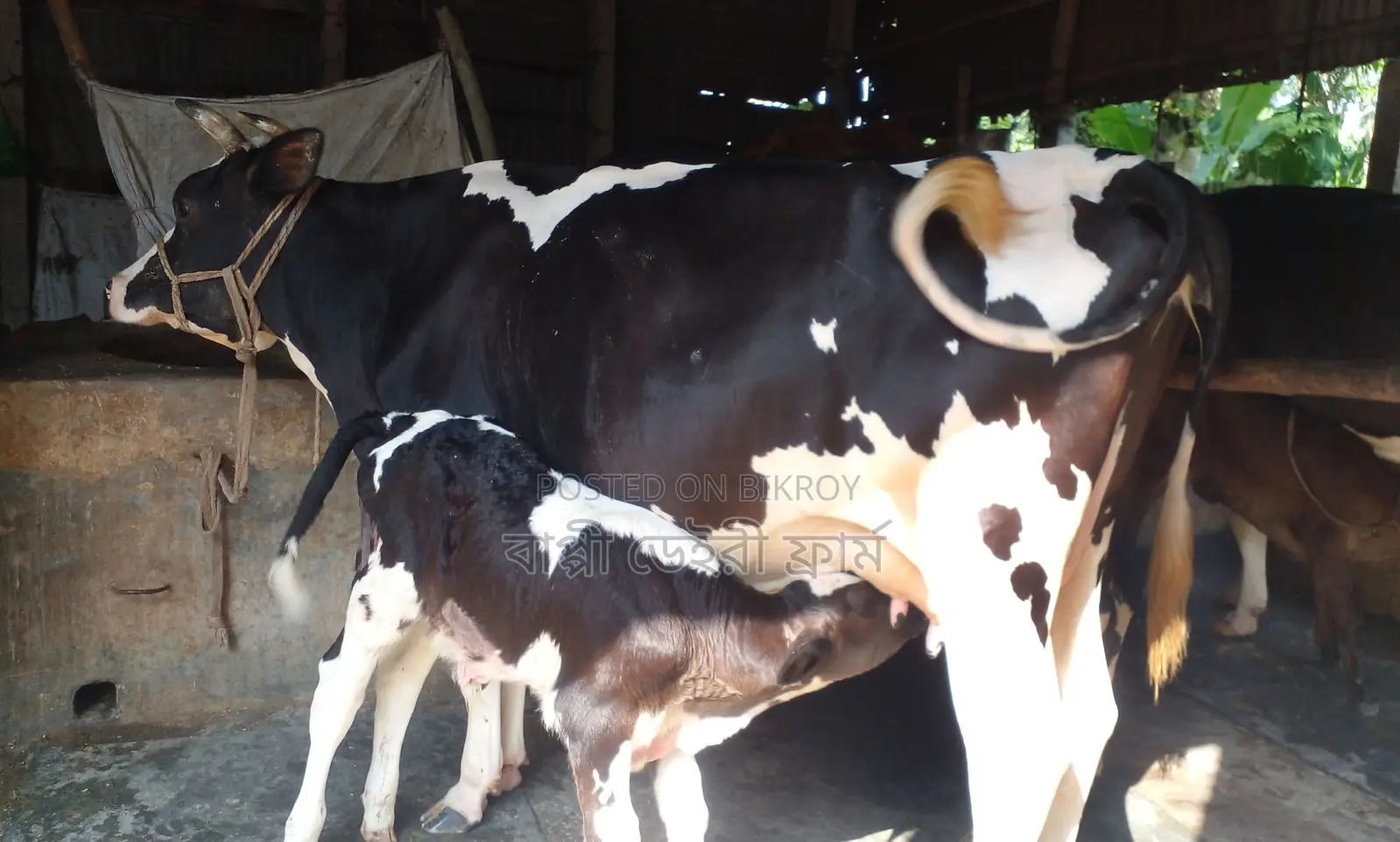 Cow No. 1373, good breed.