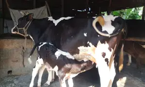Cow No. 1373, good breed.