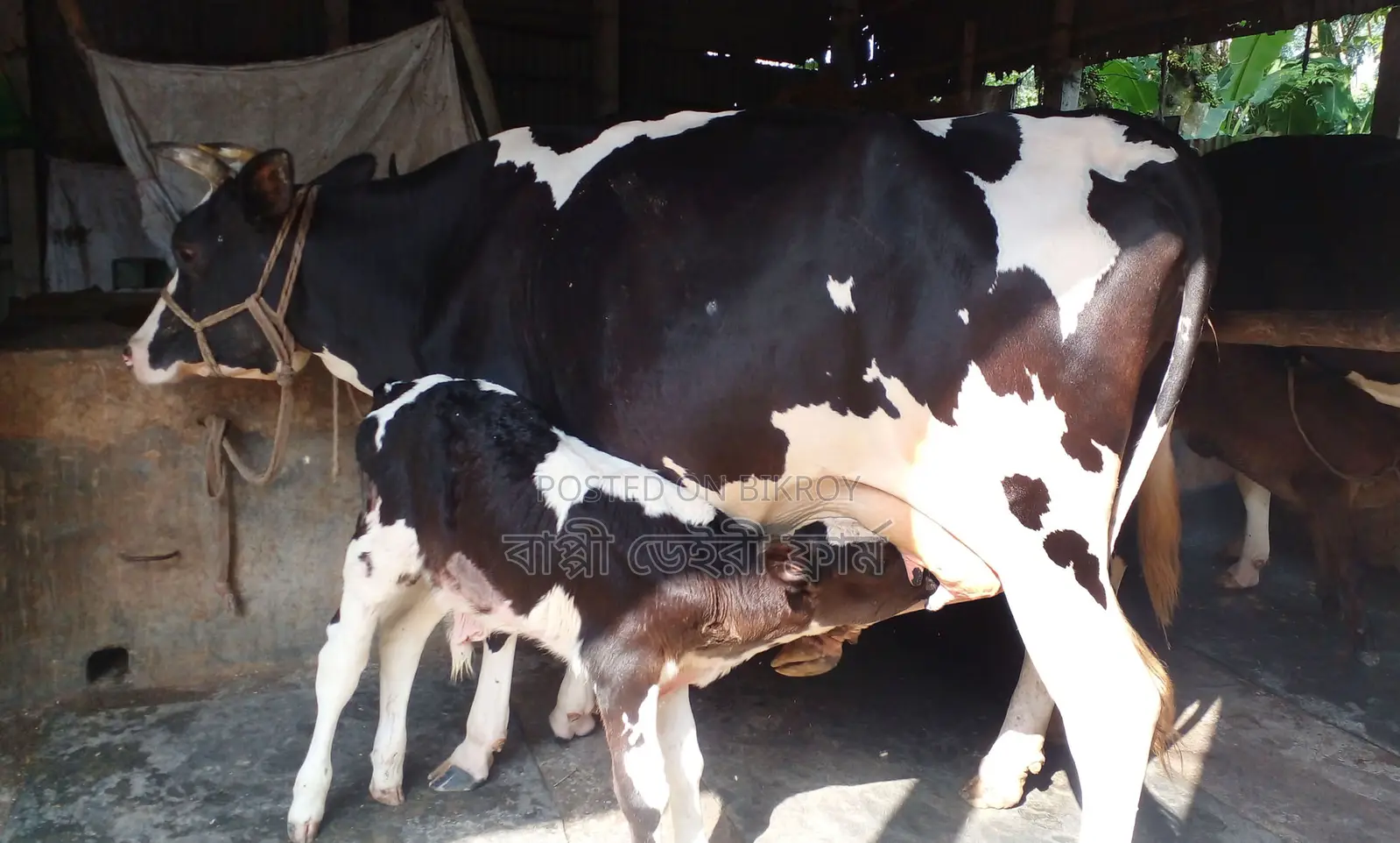 Cow No. 1373, good breed.