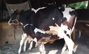 Cow No. 1373, good breed.
