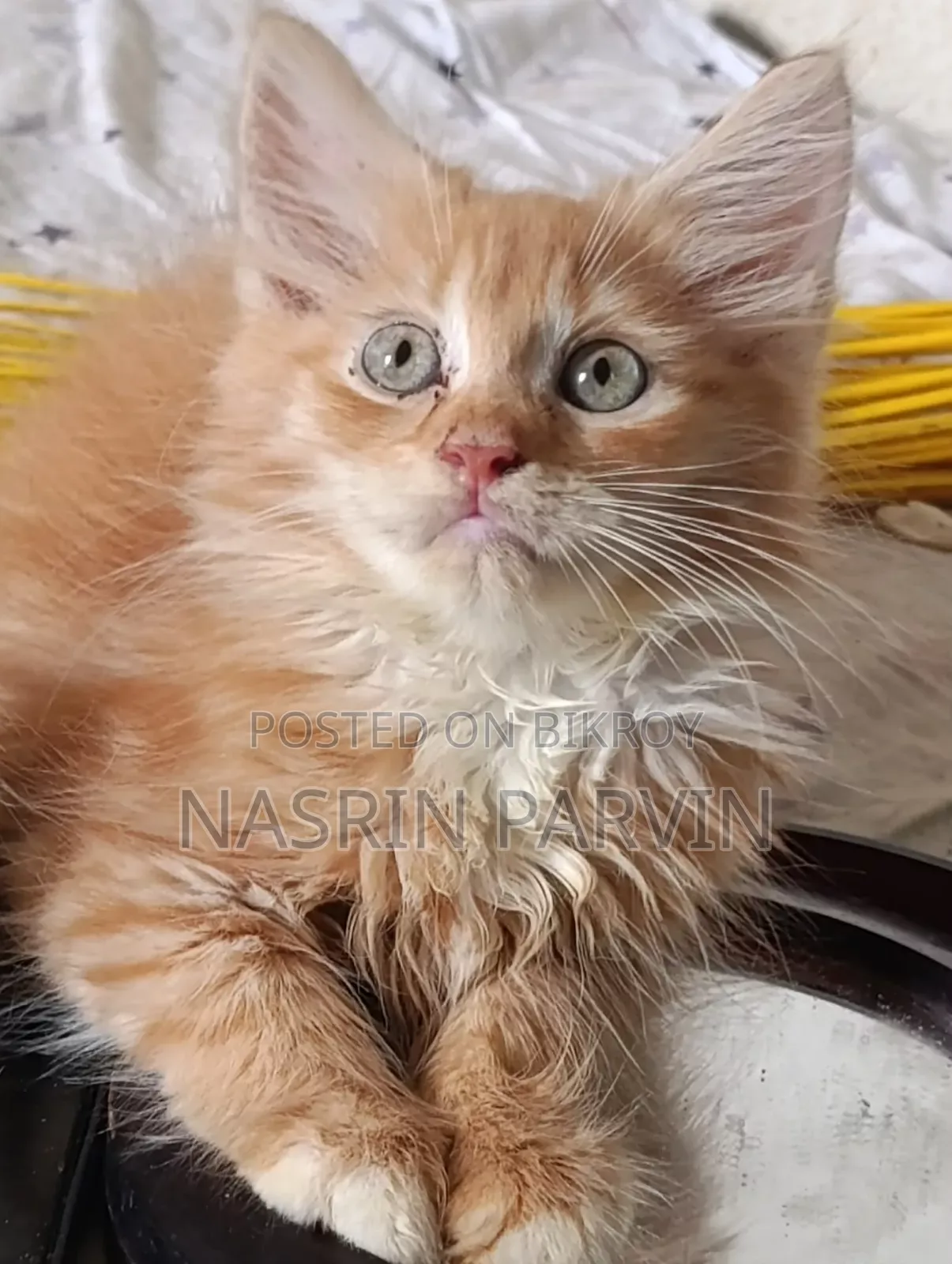 1-3 Months Female Mixed Breed Maine Coon