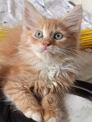 1-3 Months Female Mixed Breed Maine Coon